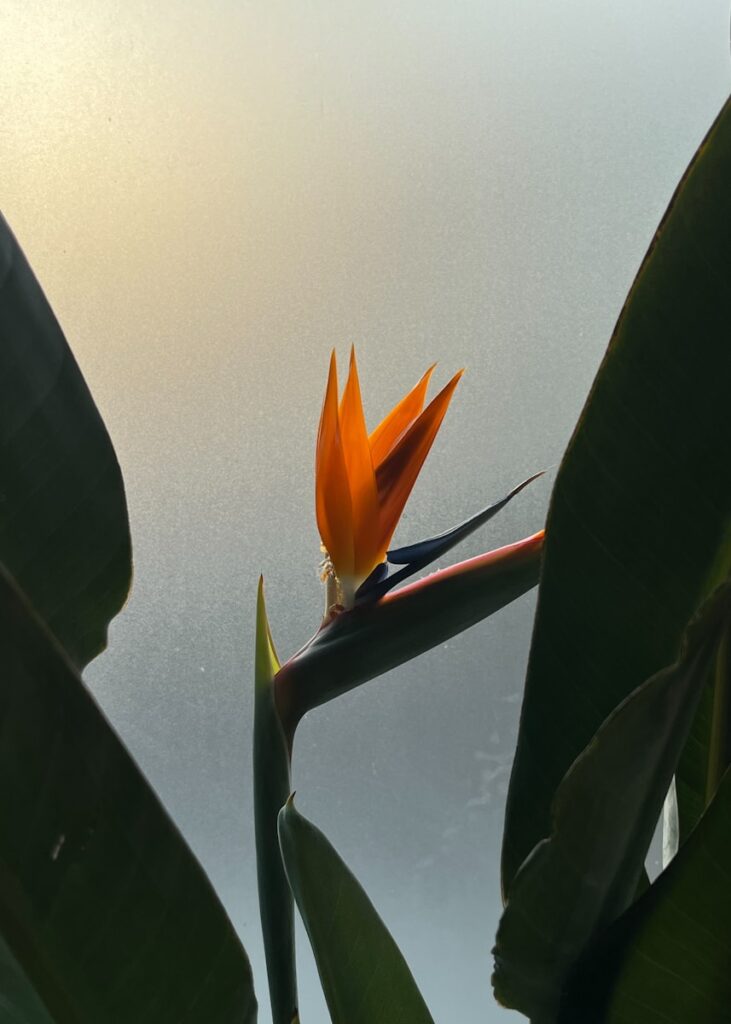A bird of paradise flower is seen through the leaves of a plant